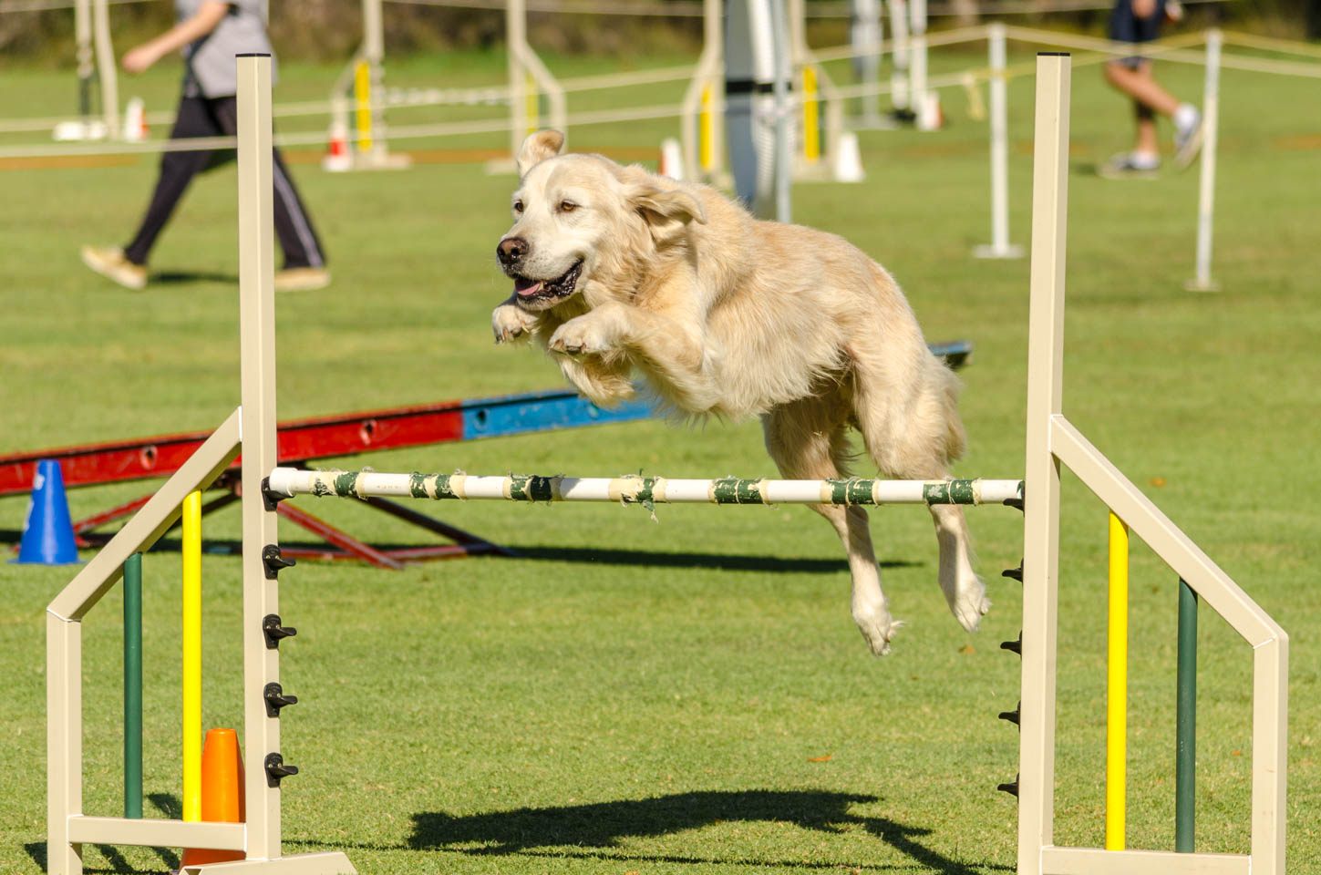 Top Dog Events